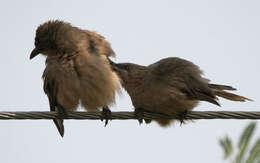 Image of Large Grey Babbler