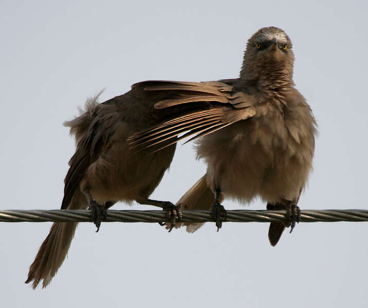 Image of Large Grey Babbler