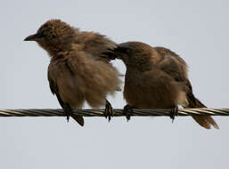 Image of Large Grey Babbler