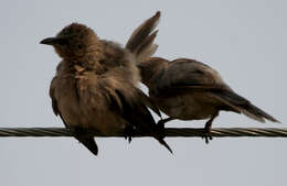 Image of Large Grey Babbler