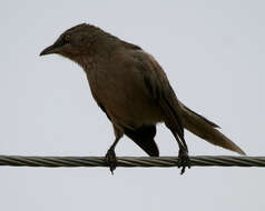 Image of Large Grey Babbler