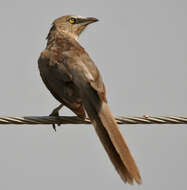 Image of Large Grey Babbler