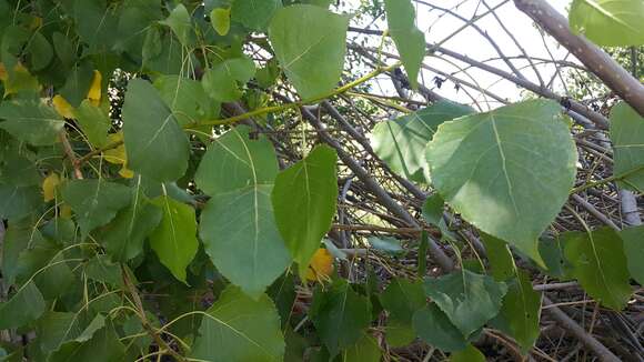 Image of Carolina poplar