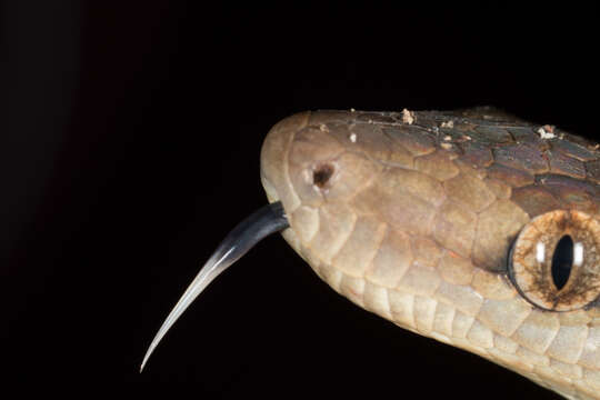 Image of Haitian Boa