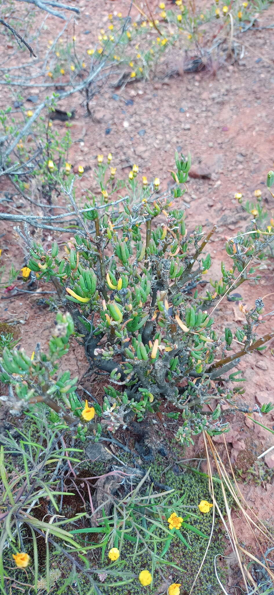 Image of Delosperma pageanum (L. Bol.) Schwant.