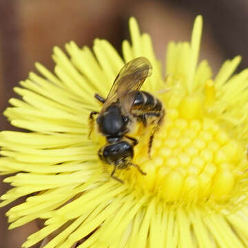 Image of Lasioglossum quebecense (Crawford 1907)