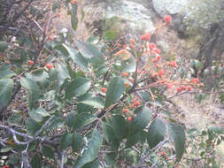 Image of evergreen sumac