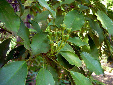 Image of Trochodendron