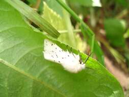 Image of white ermine