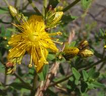 Image of St John's-wort