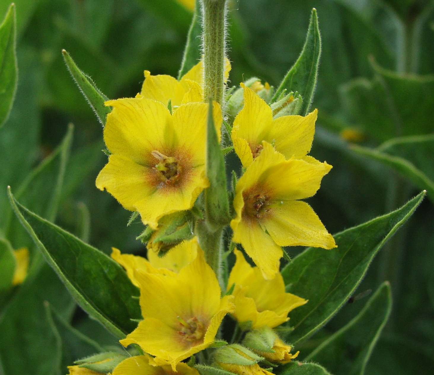 Image of Dotted Loosestrife