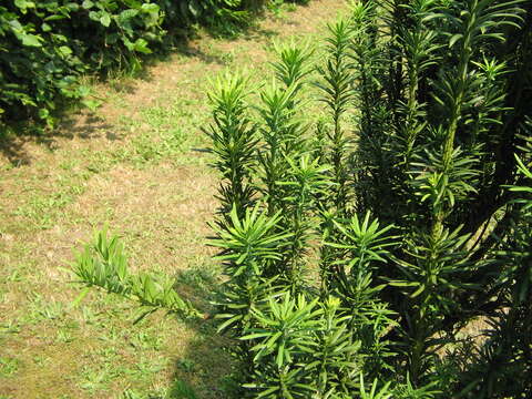 Imagem de Cephalotaxus harringtonii (Knight ex J. Forbes) K. Koch