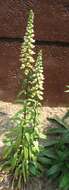 Слика од Digitalis ferruginea L.