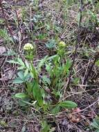 Image of marsh valerian