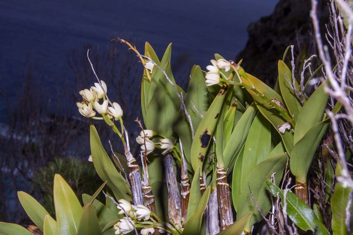 Image of Dendrobium gracilicaule var. howeanum Maiden