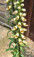 Слика од Digitalis ferruginea L.