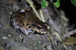 Image of Savage's Thin-toed Frog