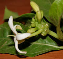 Image of Indian mulberry