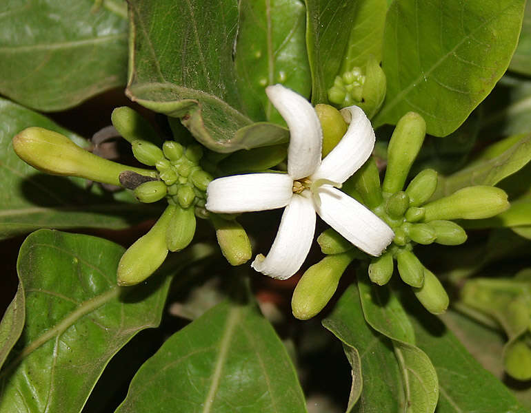 Image of Indian mulberry