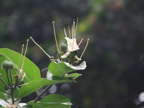 Image of Capparis lucida (DC.) R. Br. ex Benth.