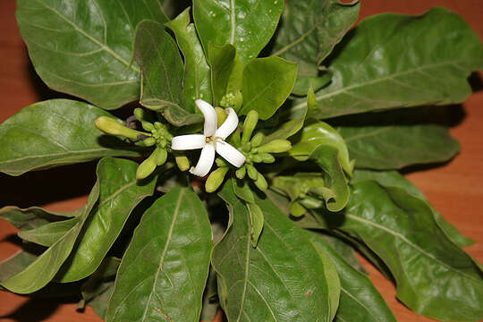 Image of Indian mulberry