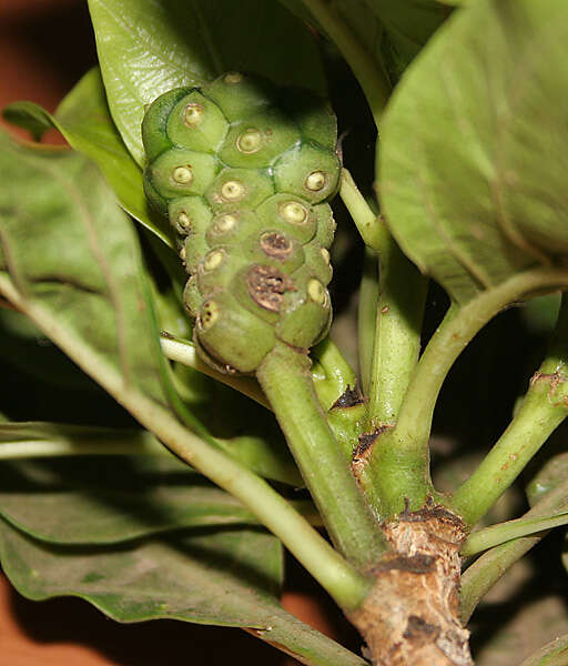 Image of Indian mulberry