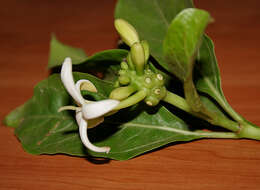 Image of Indian mulberry