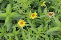 Image of Arnica sachalinensis (Regel) A. Gray