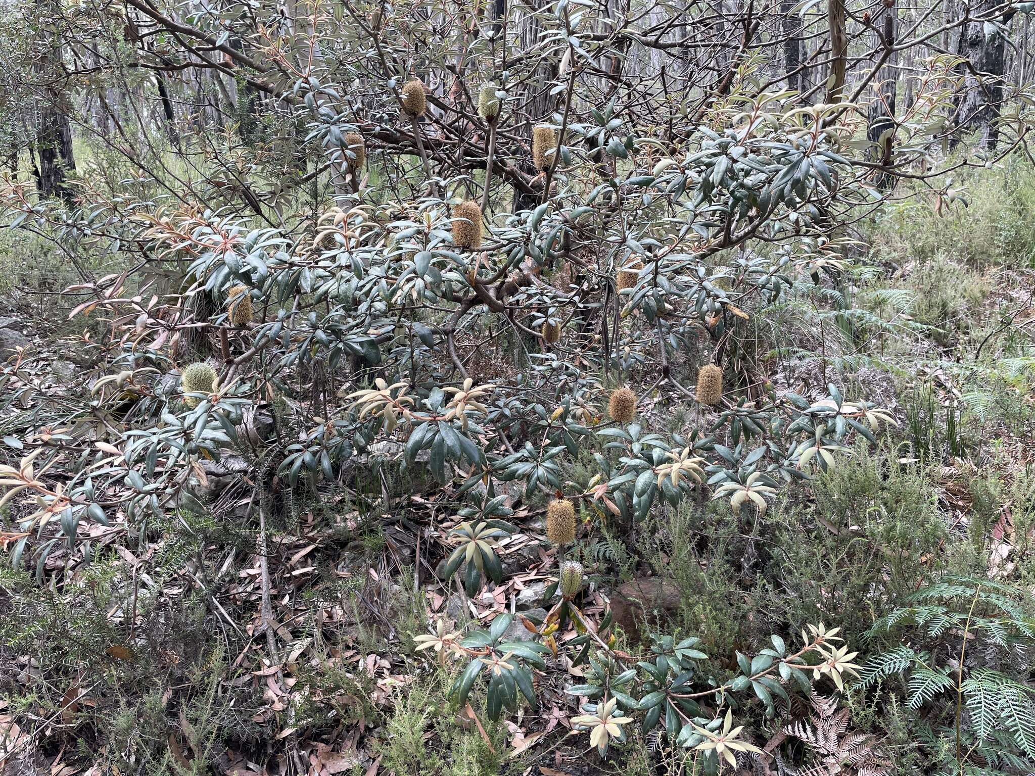 Image of Banksia saxicola A. S. George