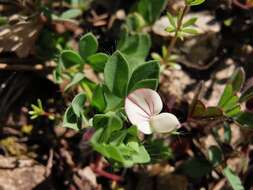 Image of Lotus conimbricensis Brot.