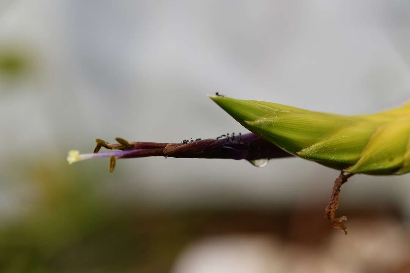 Image de Tillandsia tricolor Schltdl. & Cham.