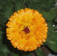 Image of pot marigold