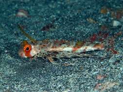 Image of Oriental flying gurnard