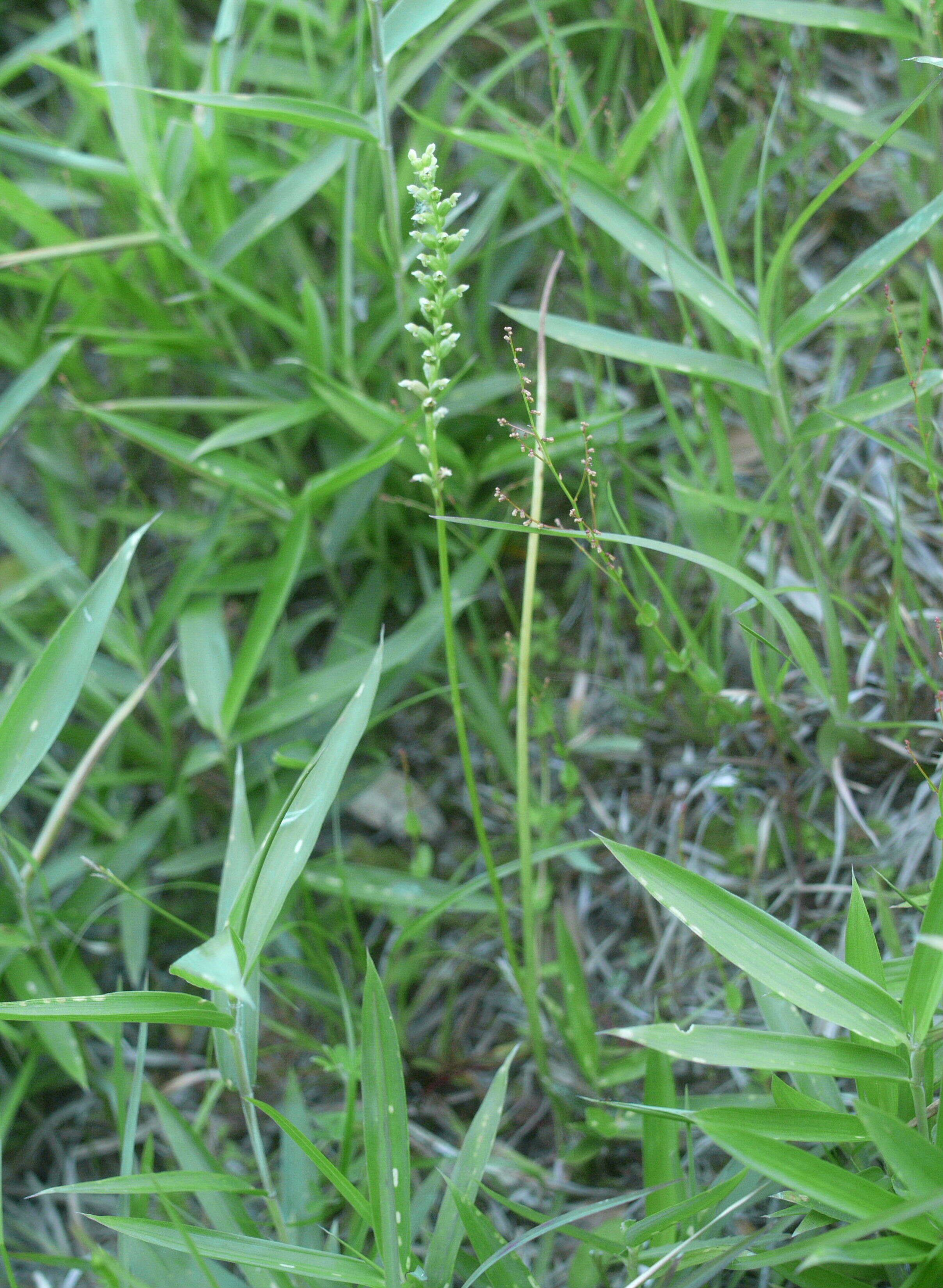 Image of Common onion orchid