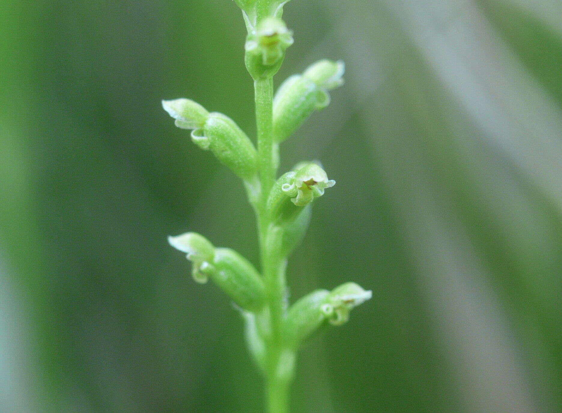 Image of Common onion orchid