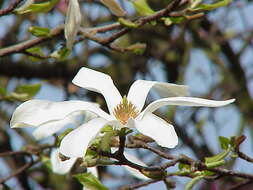 Image of Kobus magnolia