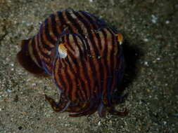 Image of Striped Pyjama Squid