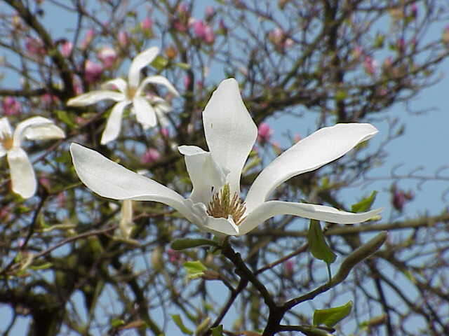 Image of Kobus magnolia