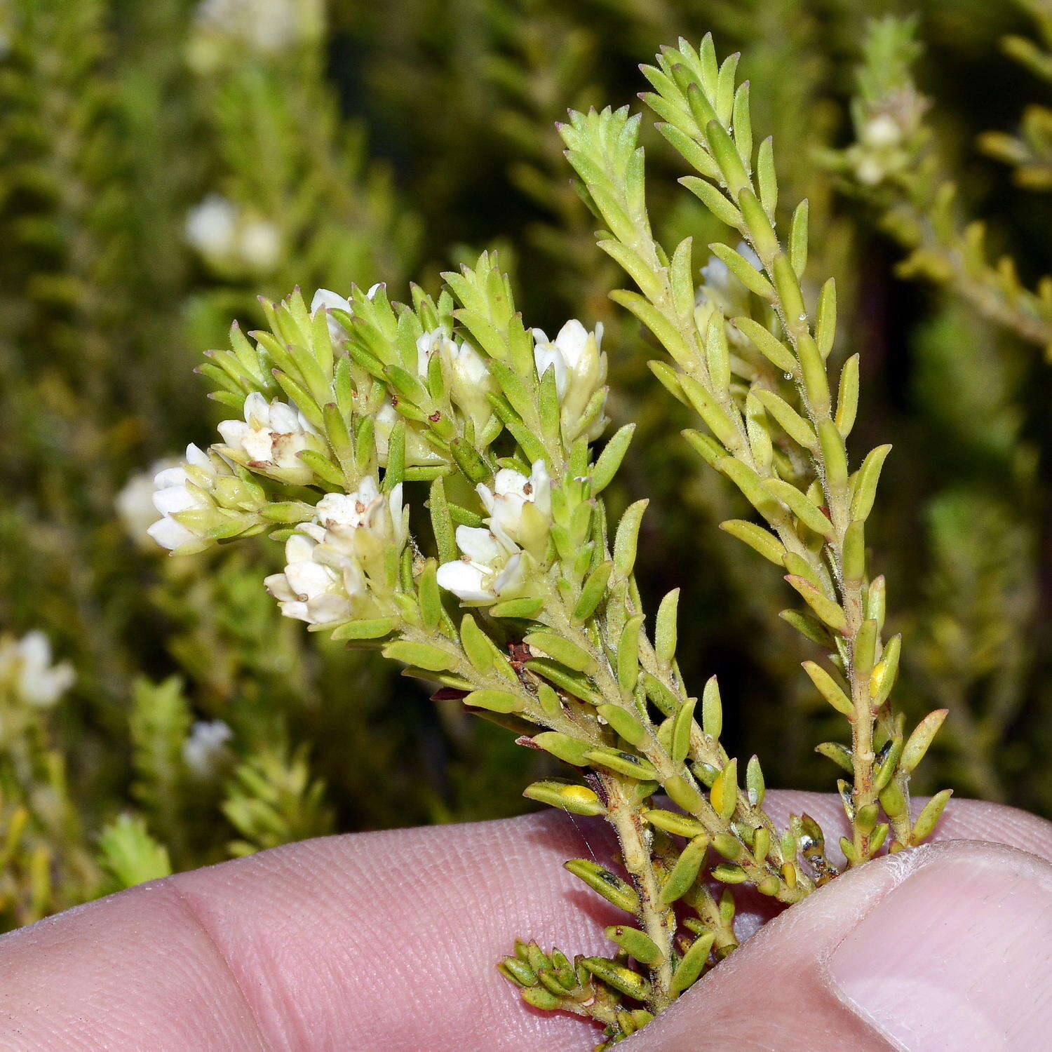 Image of Diosma oppositifolia L.