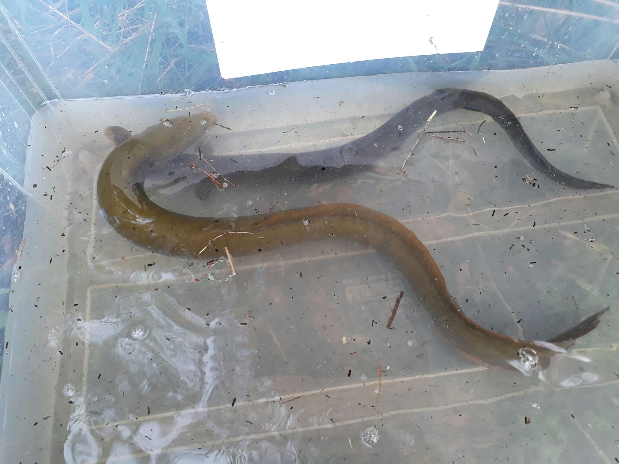 Image of short-finned eel