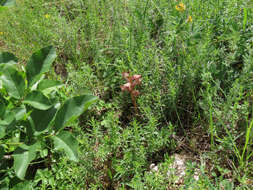 Imagem de Orobanche caryophyllacea Sm.