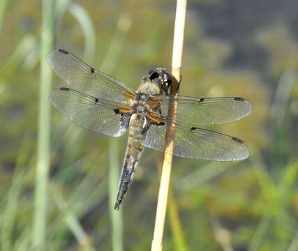 Image of Four-spotted Chaser