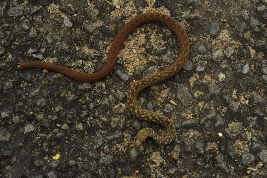 Image of Beddome’s Keelback