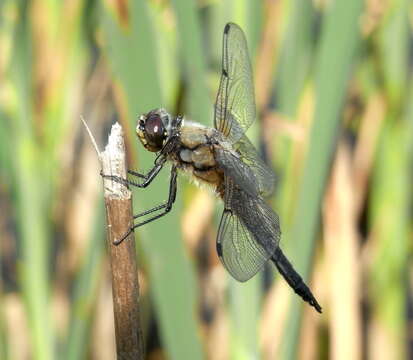 Image of Four-spotted Chaser