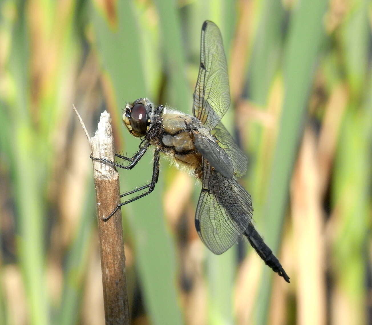 Image of Four-spotted Chaser