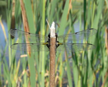 Image of Four-spotted Chaser