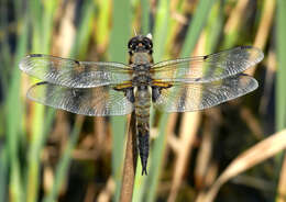 Image of Four-spotted Chaser