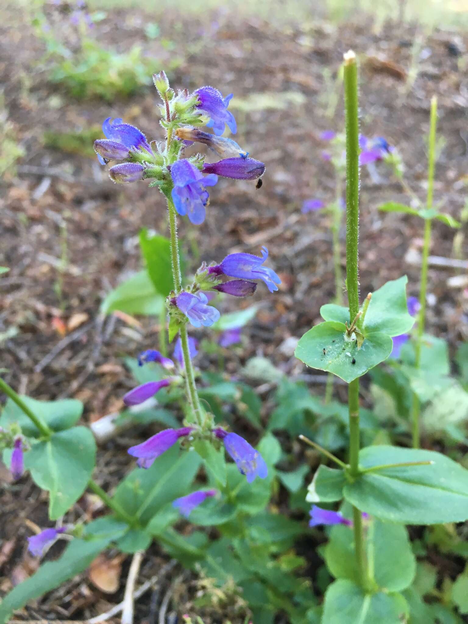 Image of Siskiyou beardtongue