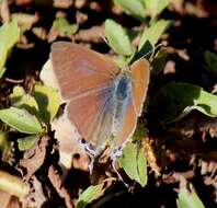 Imagem de Hypolycaena philippus philippus