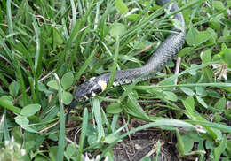 Image of Grass Snake